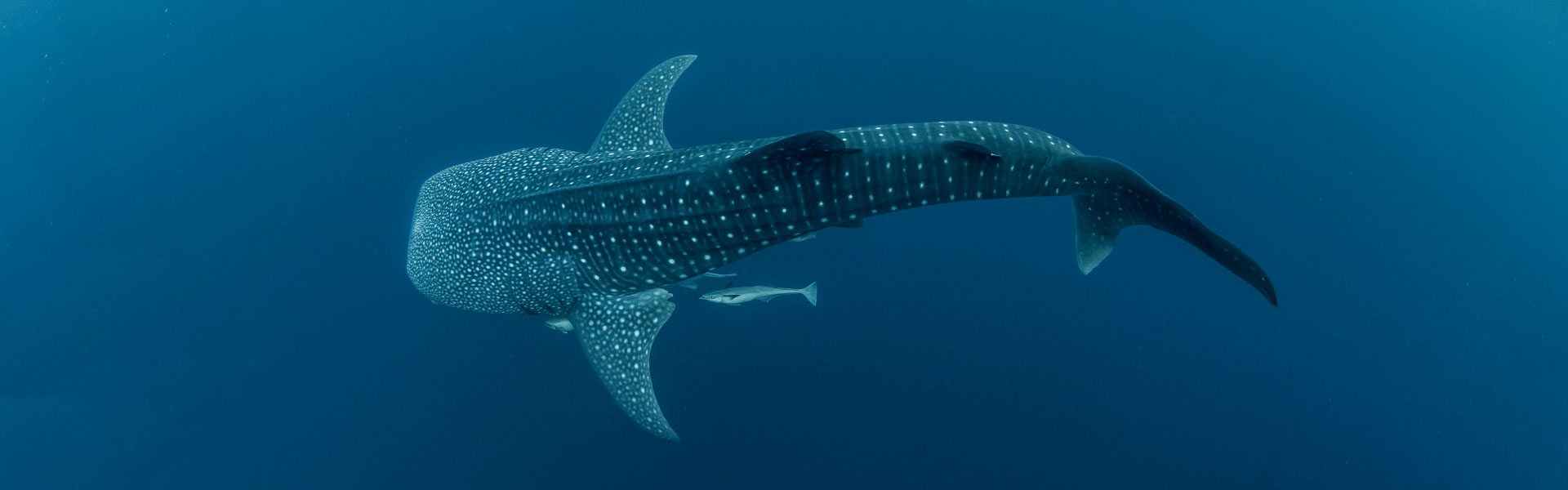 Whale shark